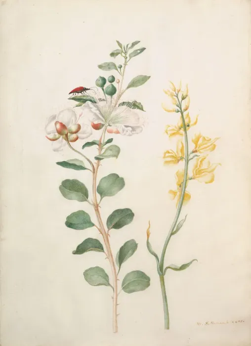 Framed Print : Study of Capers, Gorse, and a Beetle, 1693. Creator: Sybilla Merian Framed Print : Study of Capers, Gorse, and a Beetle, 1693. Creator: Sybilla Merian