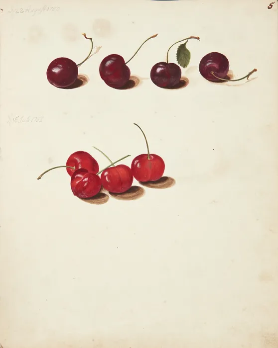 Framed Print : Study of Cherries, 1751. Creator: Fosie, Johanna Marie (1726-1764) Framed Print : Study of Cherries, 1751. Creator: Fosie, Johanna Marie (1726-1764)