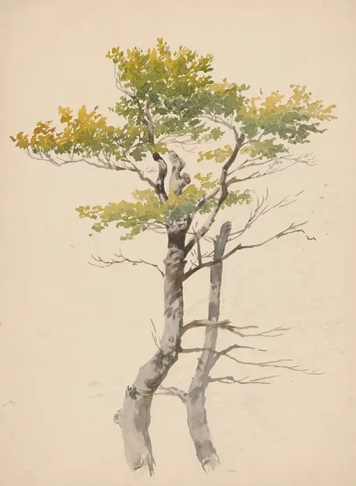 Framed Print : Study of a deciduous tree, around 1881. Creator: Friedrich Carl von Scheidlin Framed Print : Study of a deciduous tree, around 1881. Creator: Friedrich Carl von Scheidlin