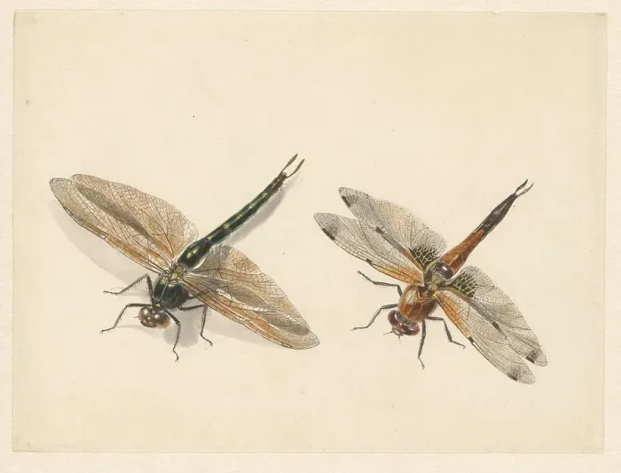 Framed Print : Study of two dragonflies, 1824-1900. Creator: Albertus Steenbergen Framed Print : Study of two dragonflies, 1824-1900. Creator: Albertus Steenbergen