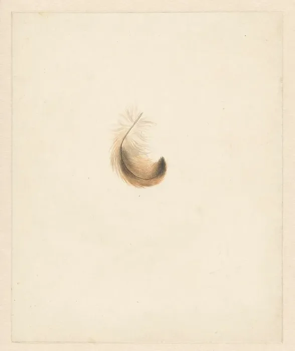 Framed Print : Study of a feather, 1824-1900. Creator: Albertus Steenbergen Framed Print : Study of a feather, 1824-1900. Creator: Albertus Steenbergen