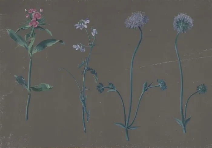 Framed Print : Study of Three Flowers, 1781. Creator: Johann Christian August Birnbaum Framed Print : Study of Three Flowers, 1781. Creator: Johann Christian August Birnbaum