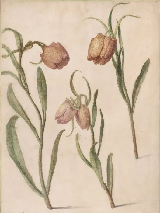 Framed Print : Study of Three Fritillaries, 1683. Creator: Herman Saftleven the Younger Framed Print : Study of Three Fritillaries, 1683. Creator: Herman Saftleven the Younger