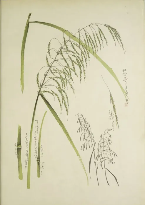 Framed Print : Study of grass. From: Le Japon Artistique. Documents d art et d industrie reunis, May 1888, 1845 Framed Print : Study of grass. From: Le Japon Artistique. Documents d art et d industrie reunis, May 1888, 1845
