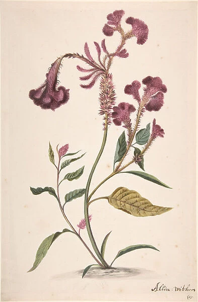 Study of a Hanekam (Celosia argentea), n. d Creator: Alida Withoos