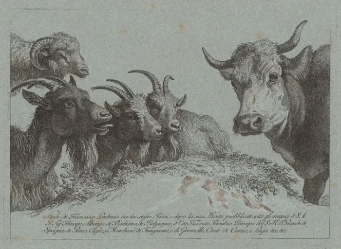 Framed Print : Study of Heads: Three Goats, an Ox, and a Ram, published c. 1783 Framed Print : Study of Heads: Three Goats, an Ox, and a Ram, published c. 1783