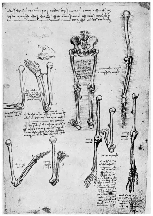 Framed Print : Study of human bones, late 15th or 16th century (1954). Artist: Leonardo da Vinci Framed Print : Study of human bones, late 15th or 16th century (1954). Artist: Leonardo da Vinci