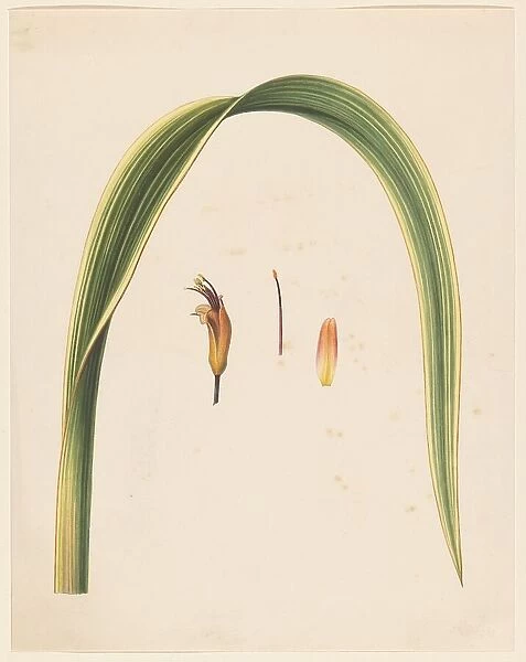 Study of a leaf and a flower, 1836-1915. Creator: Abraham Jacobus Wendel
