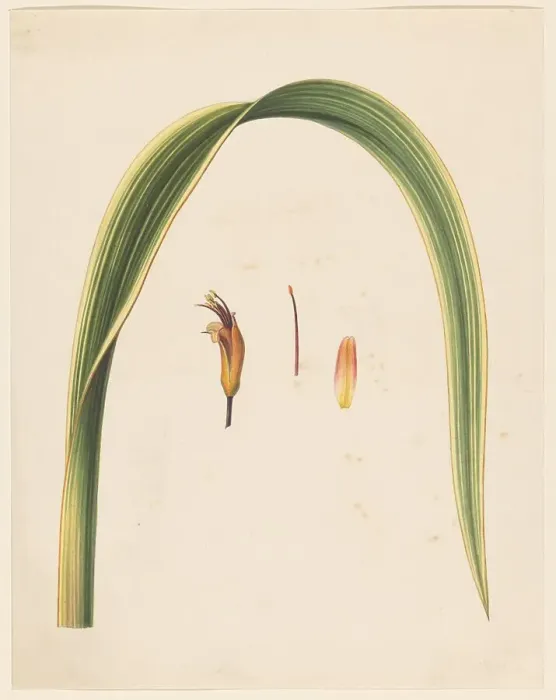 Framed Print : Study of a leaf and a flower, 1836-1915. Creator: Abraham Jacobus Wendel Framed Print : Study of a leaf and a flower, 1836-1915. Creator: Abraham Jacobus Wendel