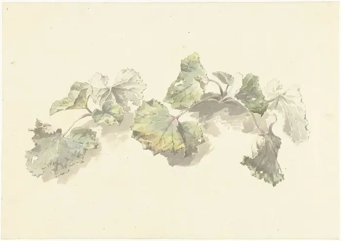 Framed Print : Study of leaves, 1787-1847. Creator: Josephus Augustus Knip Framed Print : Study of leaves, 1787-1847. Creator: Josephus Augustus Knip