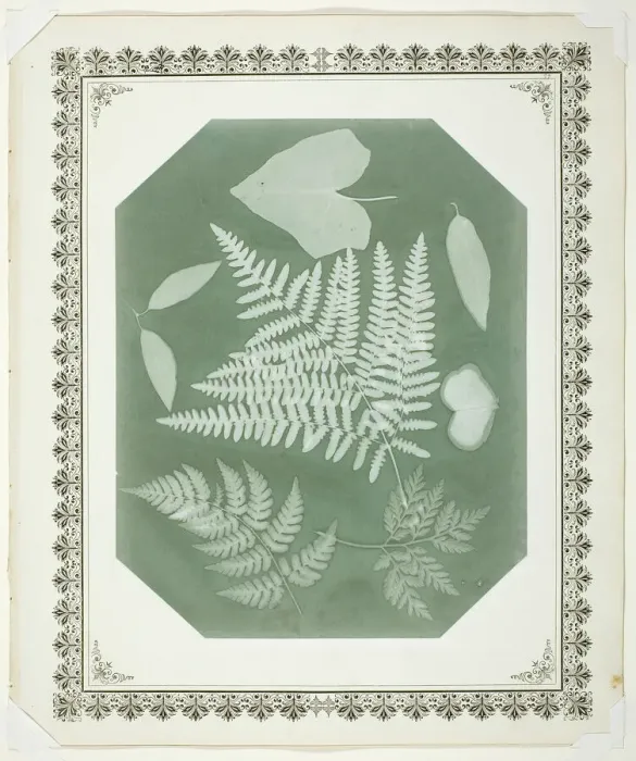 Framed Print : Study of Leaves, 1877. Creator: Amelia Bergner Framed Print : Study of Leaves, 1877. Creator: Amelia Bergner