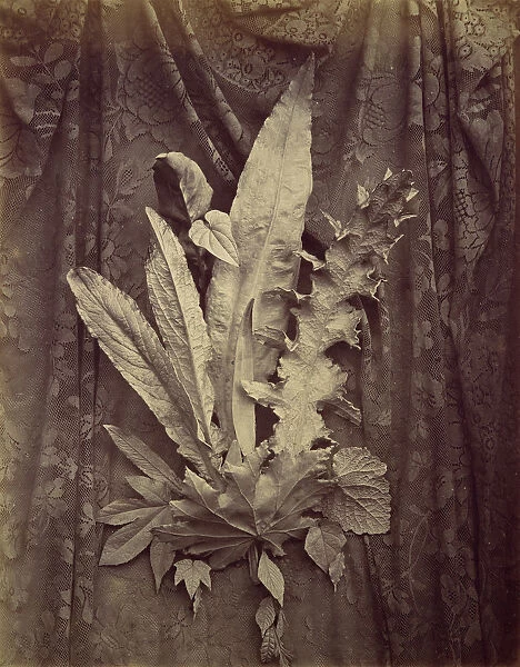 [Study of Leaves on a Background of Floral Lace], 1864. Creator: Charles Aubry