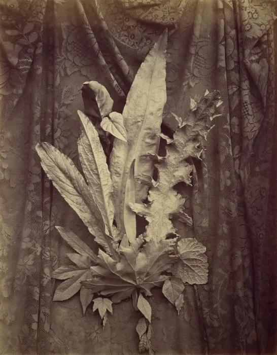 Framed Print : [Study of Leaves on a Background of Floral Lace], 1864. Creator: Charles Aubry