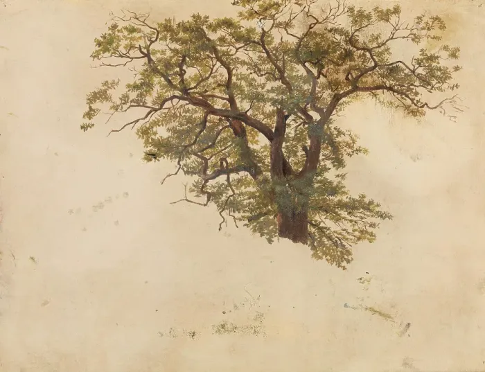 Framed Print : Study of an Oak, probably 1830. Creator: Adolph Tidemand Framed Print : Study of an Oak, probably 1830. Creator: Adolph Tidemand