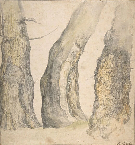 Study of Three Old Gnarled Trees, 1660. Creator: Jan Siberechts