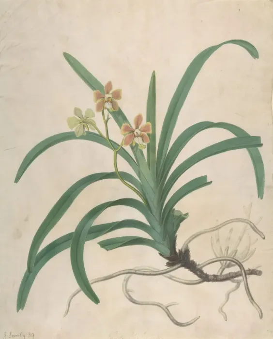 Framed Print : Study of an Orchid, Vanda Roxburgia, before 1822. Creator: James Sowerby Framed Print : Study of an Orchid, Vanda Roxburgia, before 1822. Creator: James Sowerby