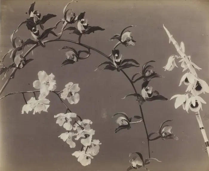 Framed Print : Study of Orchids, c. 1870s. Creator: Unidentified Photographer Framed Print : Study of Orchids, c. 1870s. Creator: Unidentified Photographer