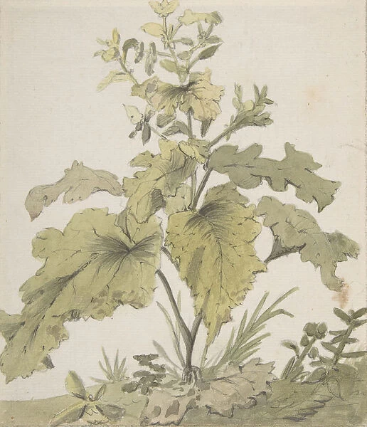 Study of a Plant, 1712-74. Creator: Christian Wilhelm Ernst Dietrich