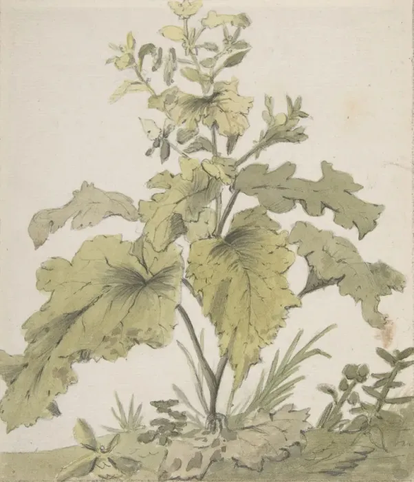 Framed Print : Study of a Plant, 1712-74. Creator: Christian Wilhelm Ernst Dietrich