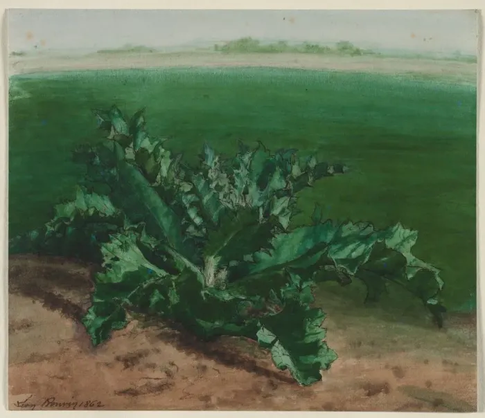 Framed Print : Study of a Plant, Possibly Thistle, 1862. Creator: Leon Bonvin (French, 1834-1866) Framed Print : Study of a Plant, Possibly Thistle, 1862. Creator: Leon Bonvin (French, 1834-1866)
