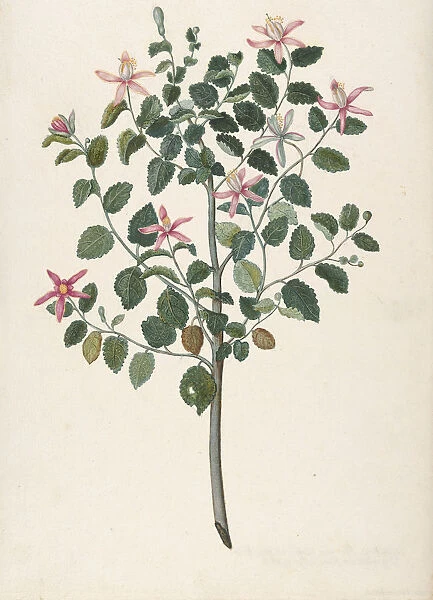 Study of a Plant with Red-Purple Flowers (Sebastiana africana purpurea), 1695