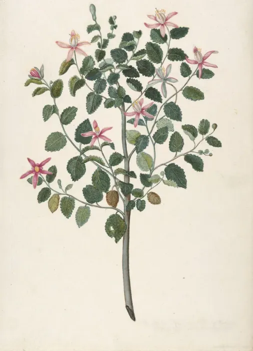 Framed Print : Study of a Plant with Red-Purple Flowers (Sebastiana africana purpurea), 1695 Framed Print : Study of a Plant with Red-Purple Flowers (Sebastiana africana purpurea), 1695