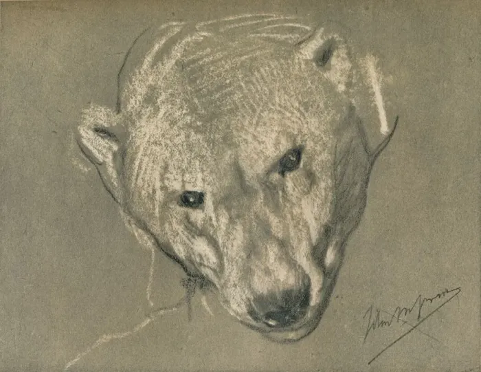 Framed Print : Study of a Polar Bears Head, c1901. Artist: John MacAllan Swan Framed Print : Study of a Polar Bears Head, c1901. Artist: John MacAllan Swan