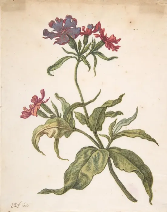 Framed Print : Study of a red catchfly (Lychnis hirsuta), 1680. Creator: Herman Saftleven the Younger Framed Print : Study of a red catchfly (Lychnis hirsuta), 1680. Creator: Herman Saftleven the Younger
