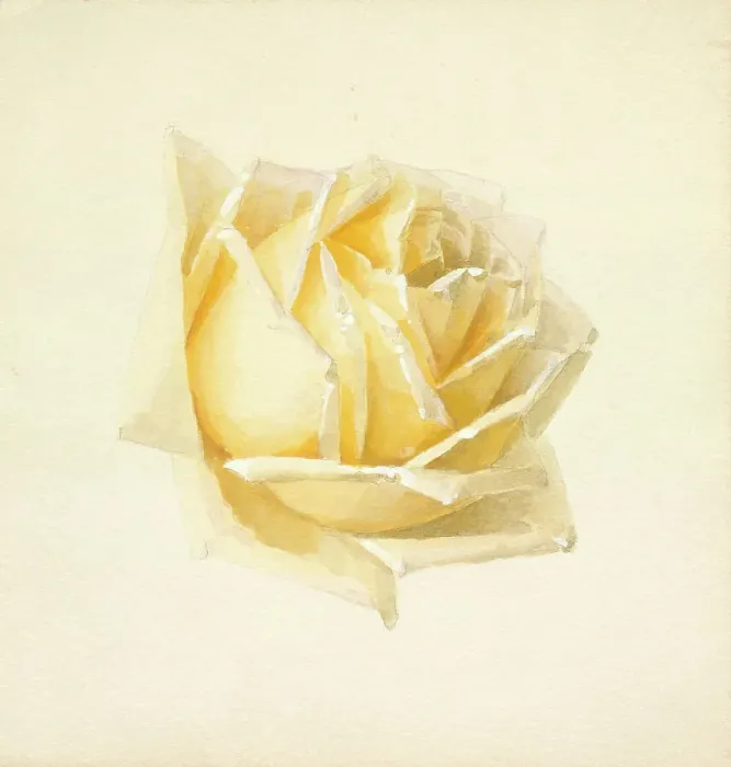Framed Print : Study of a Rose, c1898. Creator: Paul de Longpré Framed Print : Study of a Rose, c1898. Creator: Paul de Longpré