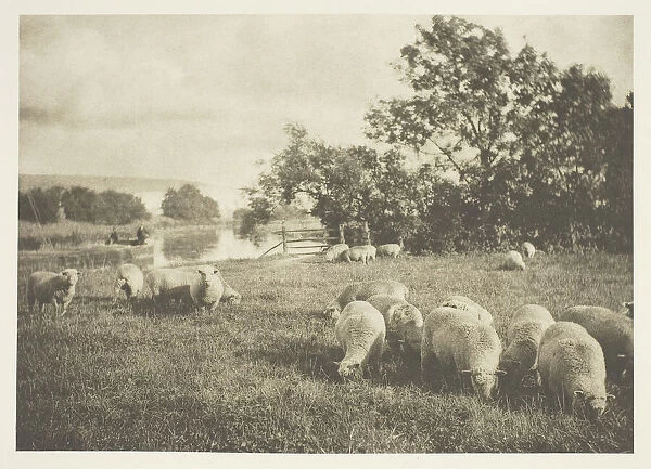 A Study of Sheep, c. 1880  /  90, printed April 1890. Creator: J. B. B. Wellington