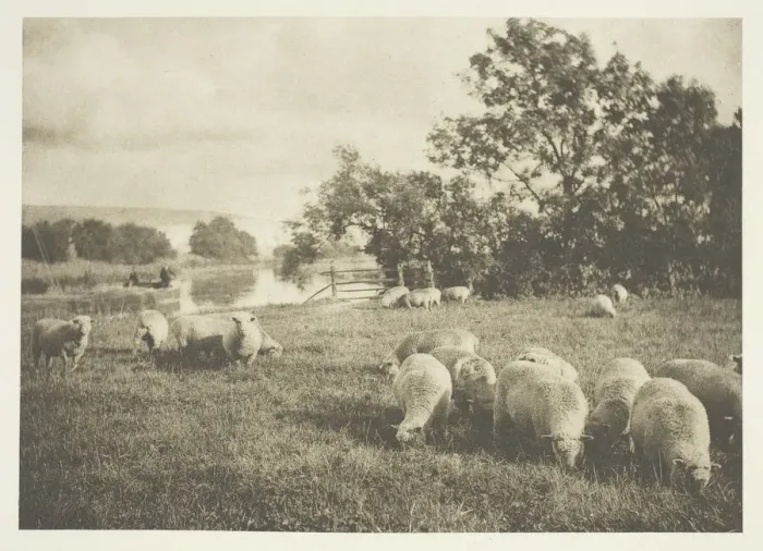 Framed Print : A Study of Sheep, c. 1880 / 90, printed April 1890. Creator: J. B. B. Wellington Framed Print : A Study of Sheep, c. 1880 / 90, printed April 1890. Creator: J. B. B. Wellington