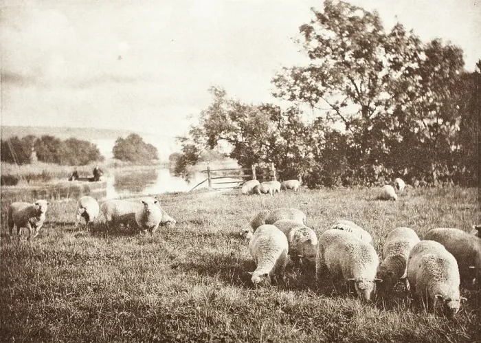Framed Print : A Study Of Sheep, Printed 1889-1891. Creator: J. B. B. Wellington Framed Print : A Study Of Sheep, Printed 1889-1891. Creator: J. B. B. Wellington