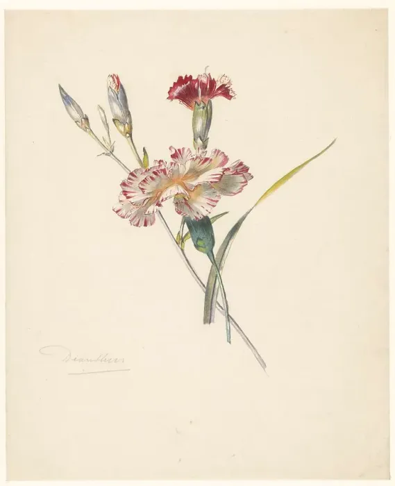 Framed Print : Study sheet with Carnations, 1824-1900. Creator: Albertus Steenbergen Framed Print : Study sheet with Carnations, 1824-1900. Creator: Albertus Steenbergen