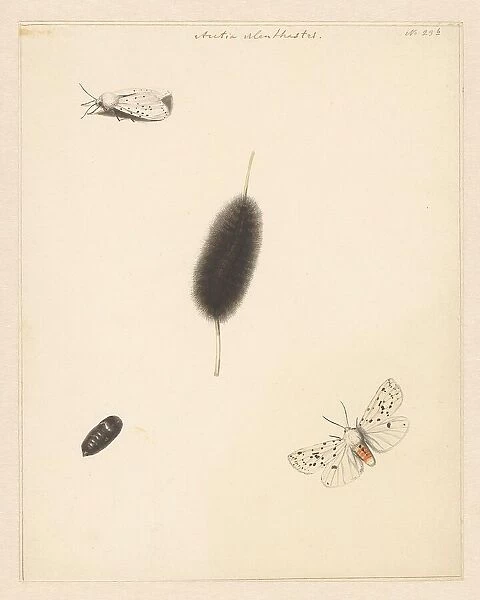 Study sheet with caterpillar, cocoon and moth with spread wings of the Aretia Menthaastri, 1848. Creator: Albertus Steenbergen