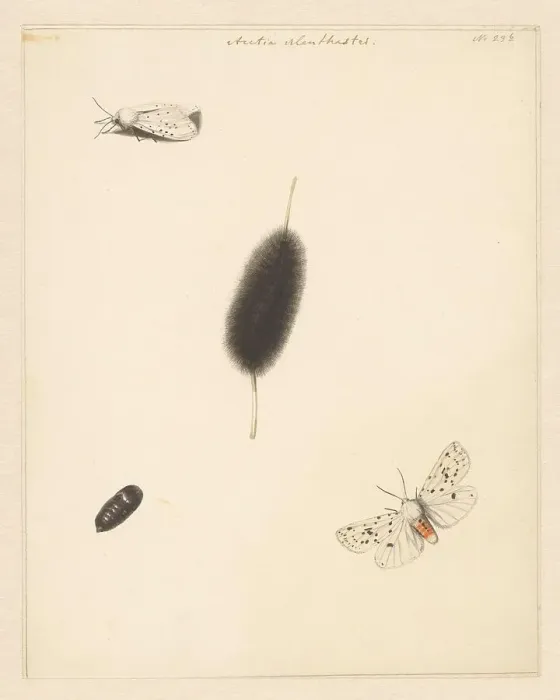 Framed Print : Study sheet with caterpillar, cocoon and moth with spread wings of the Aretia Menthaastri, 1848. Creator: Albertus Steenbergen Framed Print : Study sheet with caterpillar, cocoon and moth with spread wings of the Aretia Menthaastri, 1848. Creator: Albertus Steenbergen