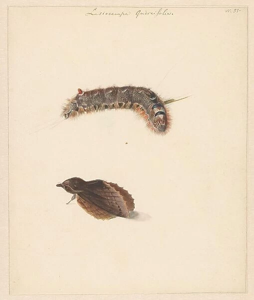 Study sheet with caterpillar and moths, lasiocampa quireifolia, 1824-1900. Creator: Albertus Steenbergen