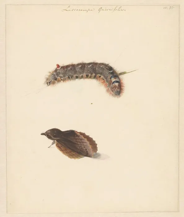 Framed Print : Study sheet with caterpillar and moths, lasiocampa quireifolia, 1824-1900. Creator: Albertus Steenbergen Framed Print : Study sheet with caterpillar and moths, lasiocampa quireifolia, 1824-1900. Creator: Albertus Steenbergen
