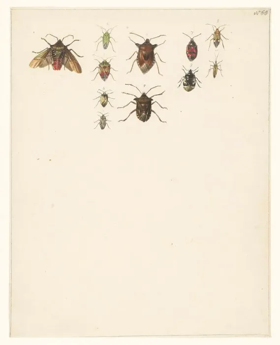 Framed Print : Study sheet with eleven different beetles, 1824-1900. Creator: Albertus Steenbergen Framed Print : Study sheet with eleven different beetles, 1824-1900. Creator: Albertus Steenbergen