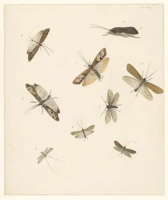 Framed Print : Study sheet with eight moths, 1824-1900. Creator: Albertus Steenbergen Framed Print : Study sheet with eight moths, 1824-1900. Creator: Albertus Steenbergen
