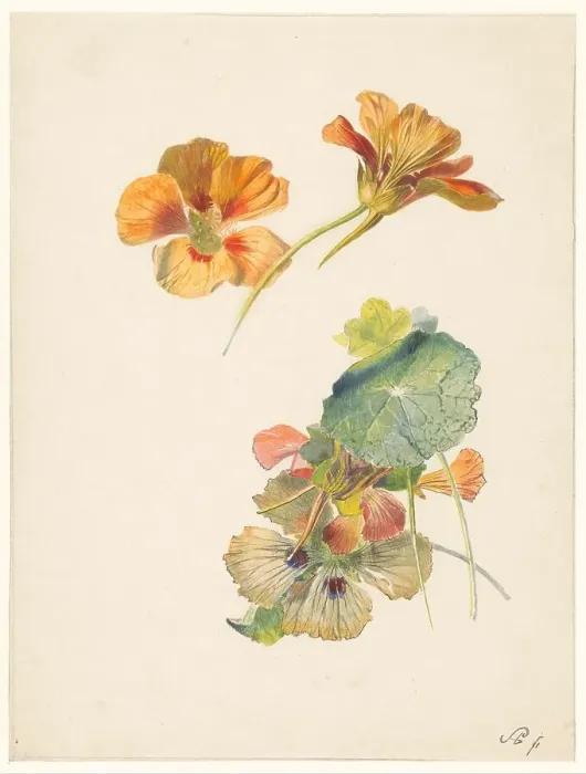 Framed Print : Study sheet with nasturtiums, 1824-1900. Creator: Albertus Steenbergen Framed Print : Study sheet with nasturtiums, 1824-1900. Creator: Albertus Steenbergen