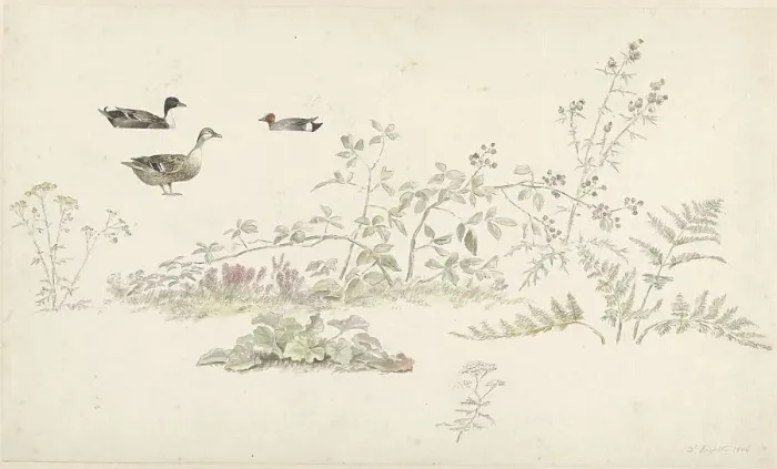 Framed Print : Study sheet with plants and water birds, 1806. Creator: Josephus Augustus Knip Framed Print : Study sheet with plants and water birds, 1806. Creator: Josephus Augustus Knip
