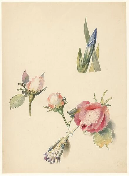 Study sheet with three roses and an iris, 1824-1900. Creator: Albertus Steenbergen