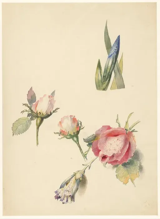 Framed Print : Study sheet with three roses and an iris, 1824-1900. Creator: Albertus Steenbergen Framed Print : Study sheet with three roses and an iris, 1824-1900. Creator: Albertus Steenbergen