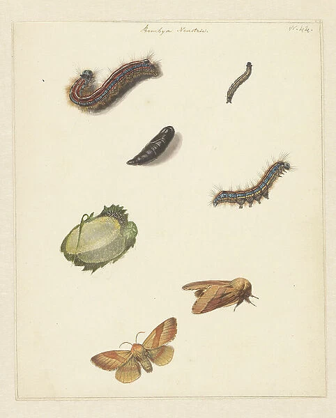 Study sheet with various caterpillars, moths, an egg and a cocoon of the Bombya Neustria, 1824-1900. Creator: Albertus Steenbergen