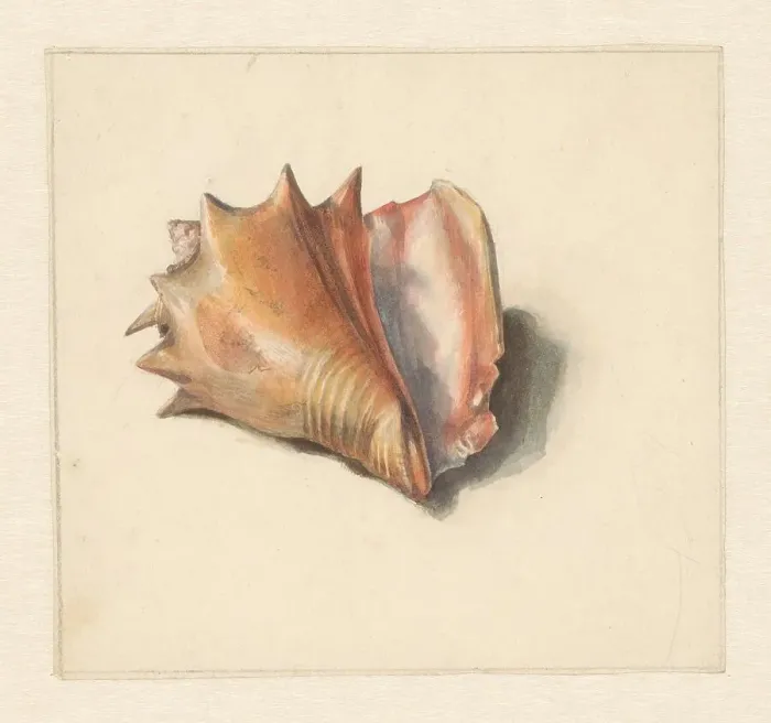 Framed Print : Study of a shell, 1824-1900. Creator: Albertus Steenbergen Framed Print : Study of a shell, 1824-1900. Creator: Albertus Steenbergen