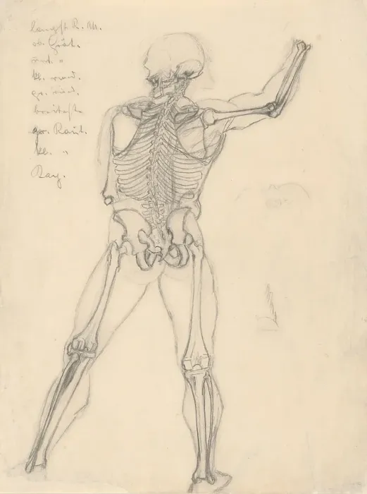 Framed Print : Study of a skeleton, 1880-1904. Creator: Janos Fadrusz Framed Print : Study of a skeleton, 1880-1904. Creator: Janos Fadrusz