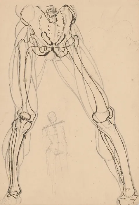 Framed Print : Study of the skeleton and muscles of the legs, 1880-1904. Creator: Janos Fadrusz Framed Print : Study of the skeleton and muscles of the legs, 1880-1904. Creator: Janos Fadrusz