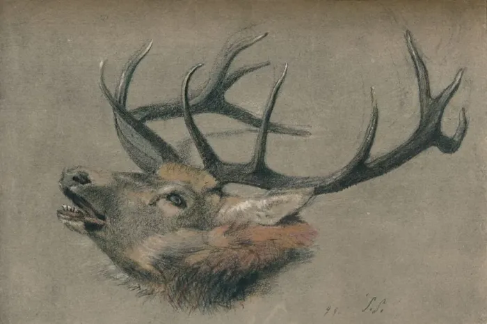 Framed Print : Study of a Stags Head, c1901. Artist: John Sydney Steel Framed Print : Study of a Stags Head, c1901. Artist: John Sydney Steel