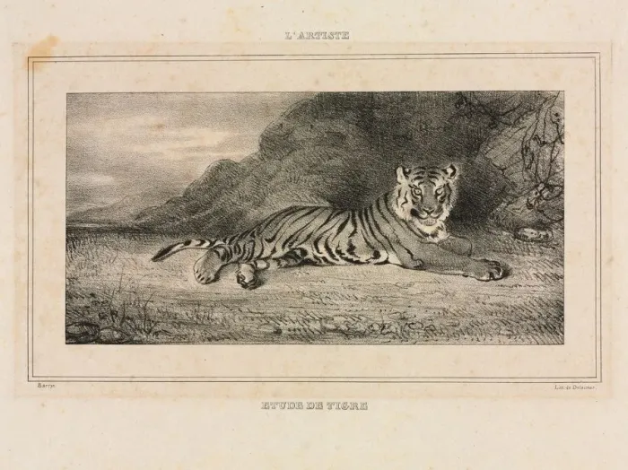 Framed Print : Study of a Tiger, 1832. Creator: Antoine-Louis Barye (French, 1796-1875) Framed Print : Study of a Tiger, 1832. Creator: Antoine-Louis Barye (French, 1796-1875)