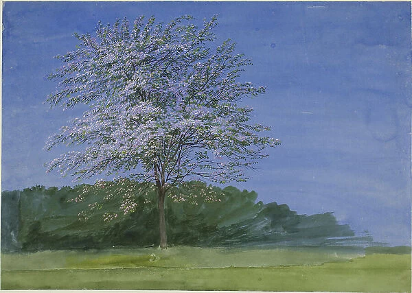 Study of a Tree in Bloom, c. 1835. Creator: William Turner